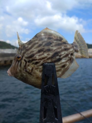 カワハギの釣果
