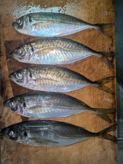 アジの釣果