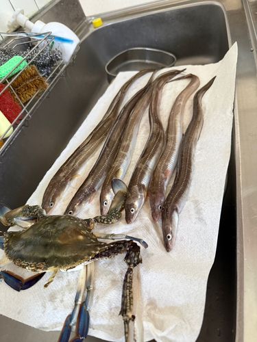 アナゴの釣果