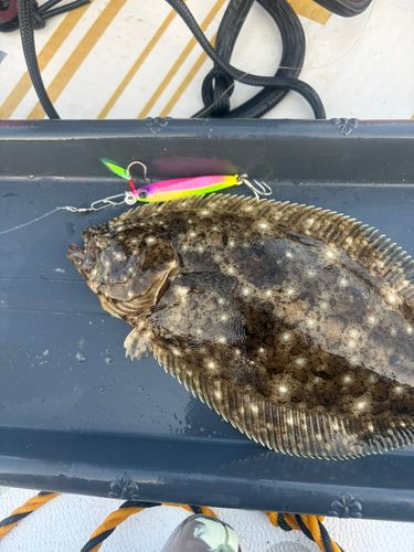 ソゲの釣果