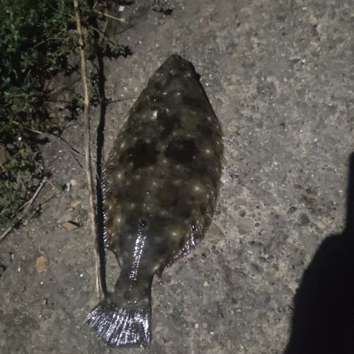 ソゲの釣果