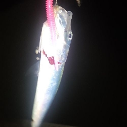 イワシの釣果