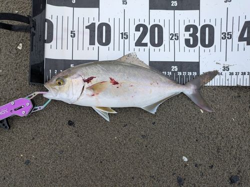 ショゴの釣果