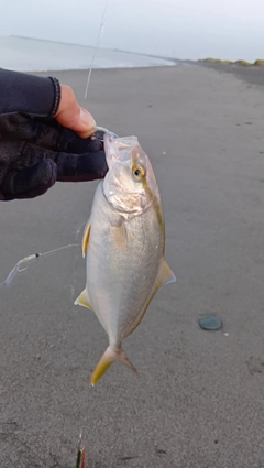 ショゴの釣果