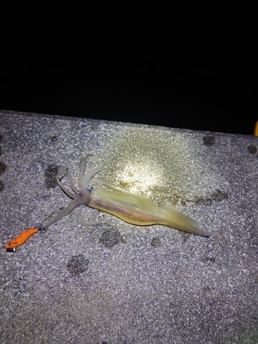 イカの釣果