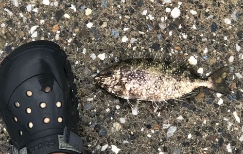アイゴの釣果