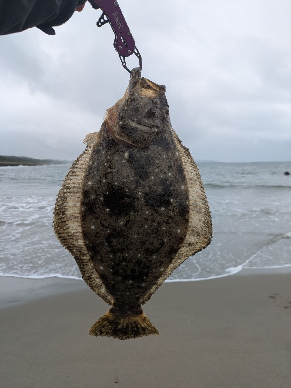 yase さんの 2026年09月05日のヒラメの釣り・釣果情報(茨城県 - 鹿島灘