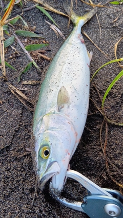 フクラギの釣果
