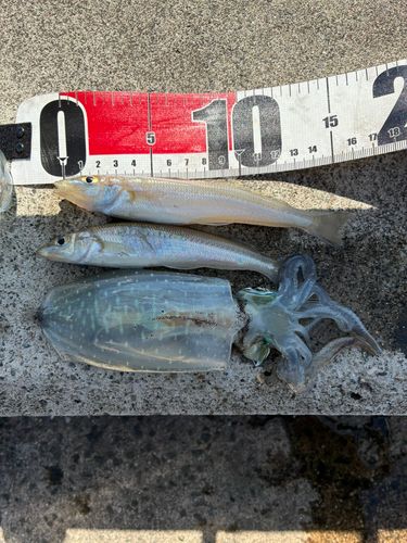シロギスの釣果