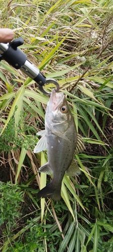 スズキの釣果