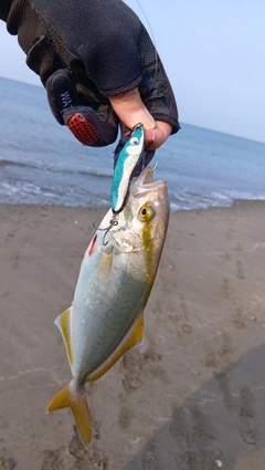 ショゴの釣果