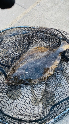ヒラメの釣果