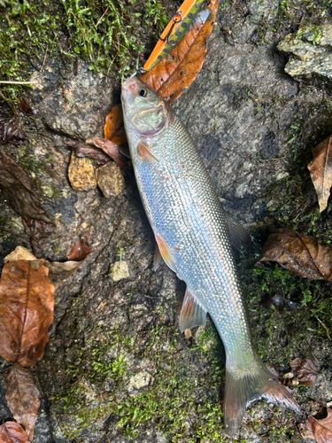 タカハヤの釣果