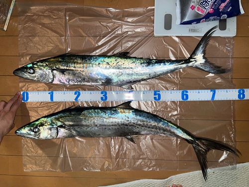 サワラの釣果