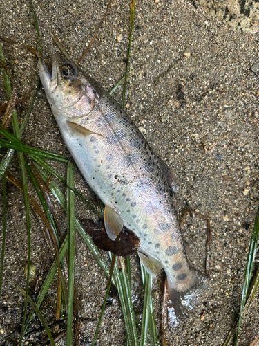 ヤマメの釣果