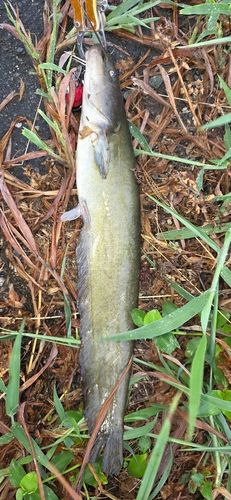 ニホンナマズの釣果