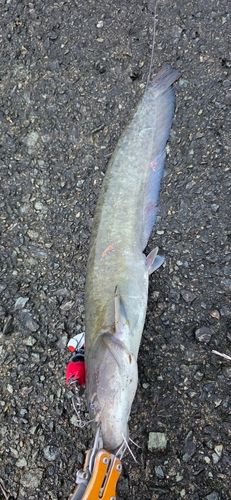 ニホンナマズの釣果