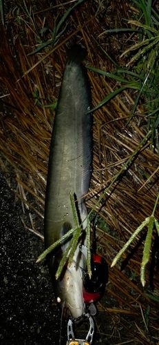 ニホンナマズの釣果