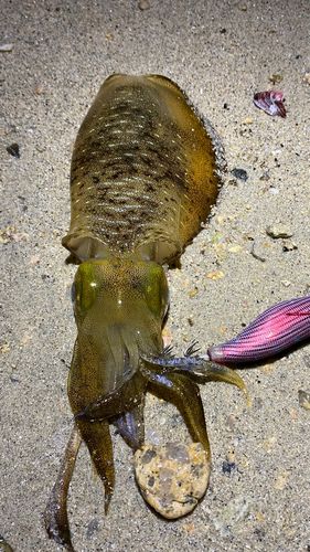 アオリイカの釣果