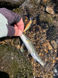 ウグイの釣果