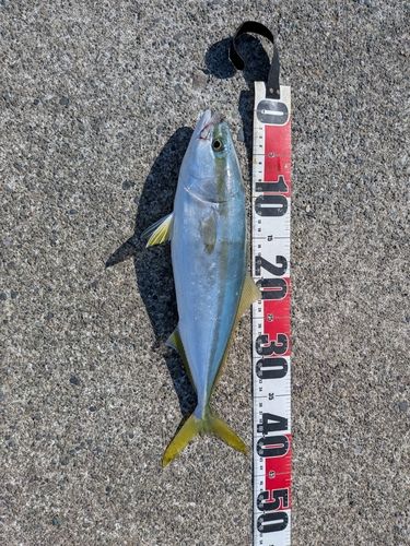 イナダの釣果