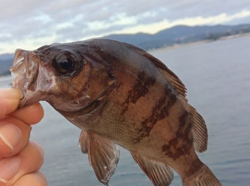 メバルの釣果