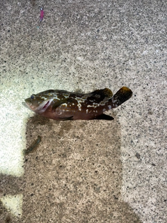 キジハタの釣果