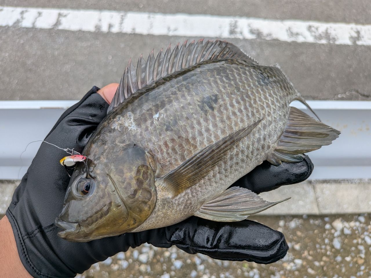 AbuGarcia ソルティースタイルメバル STMS-762ULT-KRの最安値