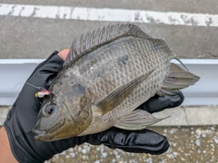 モザンビークティラピアの釣果