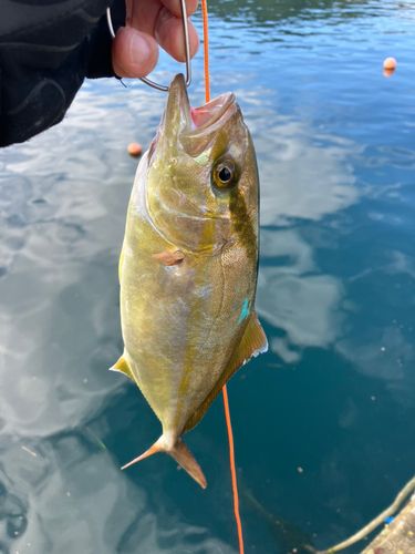 ショゴの釣果