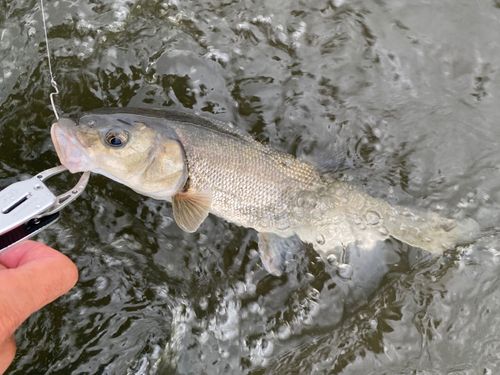 ニゴイの釣果