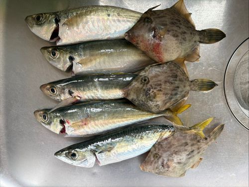 アジの釣果