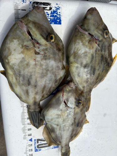 カワハギの釣果