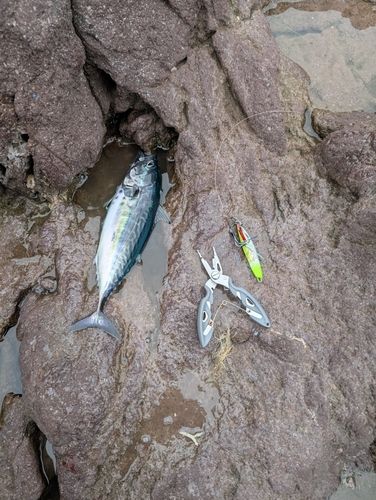 ソウダガツオの釣果