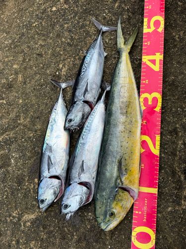 シイラの釣果