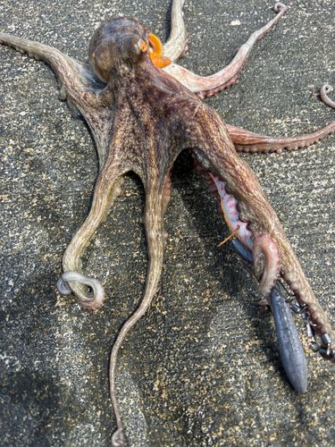 マダコの釣果