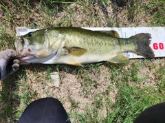 ラージマウスバスの釣果