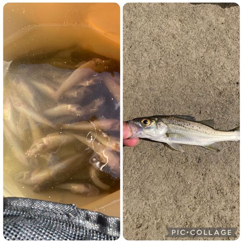 ハゼの釣果