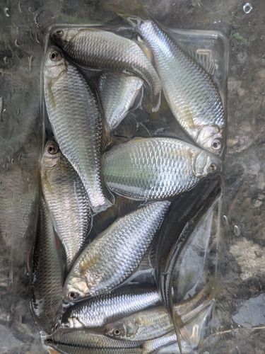 ヤリタナゴの釣果