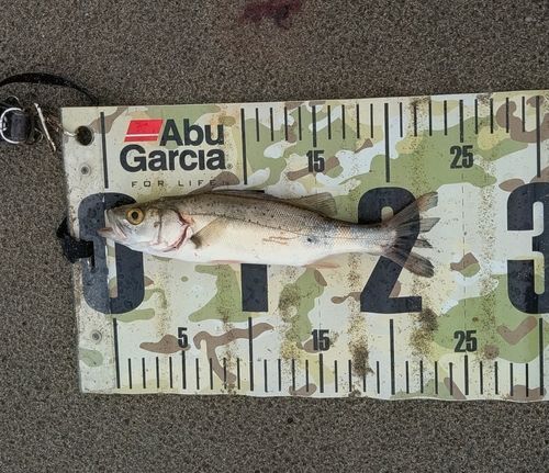 セイゴ（マルスズキ）の釣果