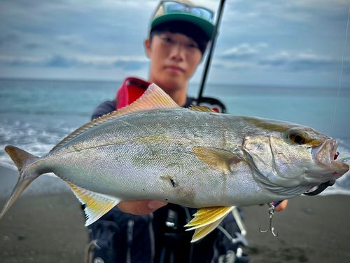 ショゴの釣果