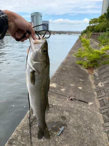 スズキの釣果