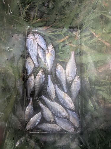 ヤリタナゴの釣果
