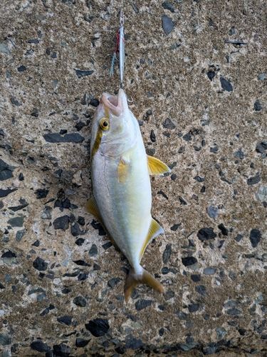 ネリゴの釣果