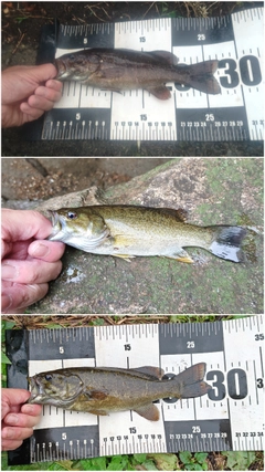 スモールマウスバスの釣果