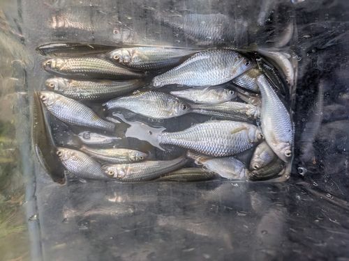 ヤリタナゴの釣果
