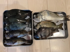 グレの釣果