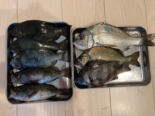 グレの釣果