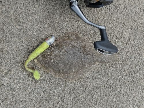 ソゲの釣果