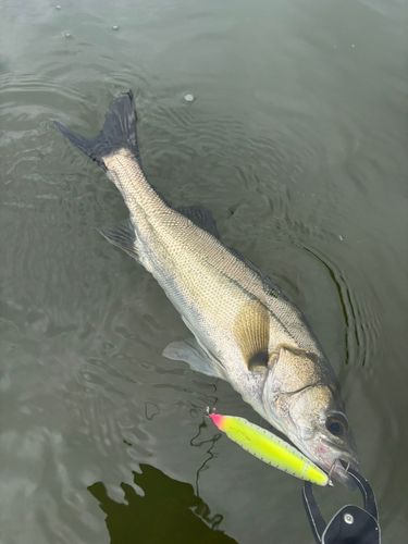 シーバスの釣果